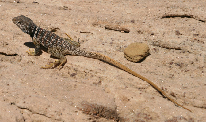 picture of lizard