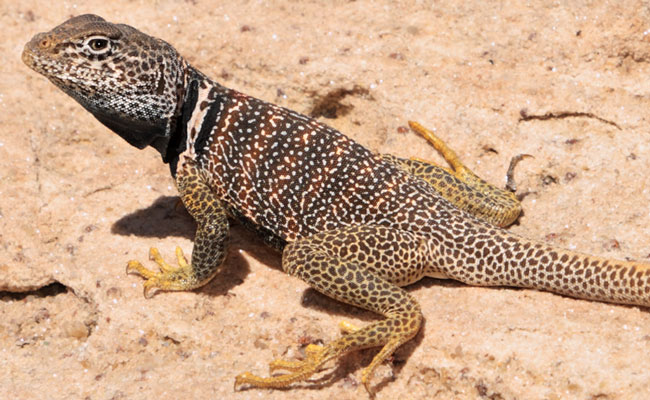 picture of lizard