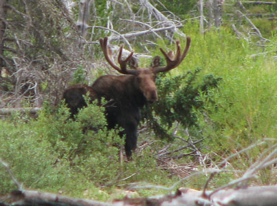 picture of moose