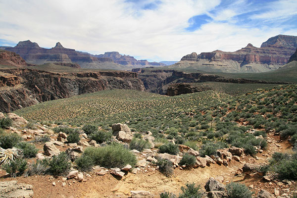 picture of the Grand Canyon