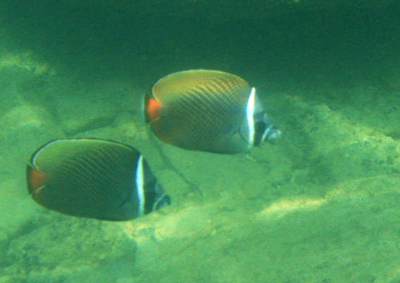 picture underwater in Thailand