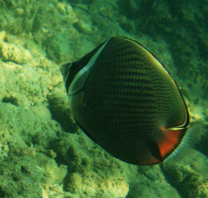 picture underwater in Thailand