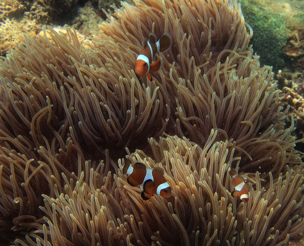 picture underwater in Thailand