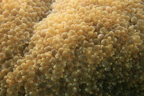 picture underwater in Thailand