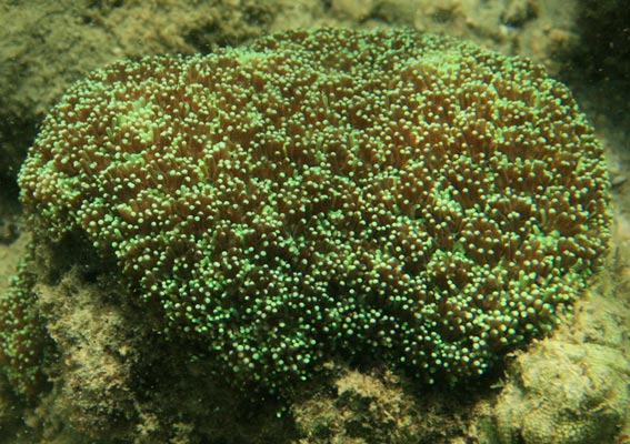 picture underwater in Thailand