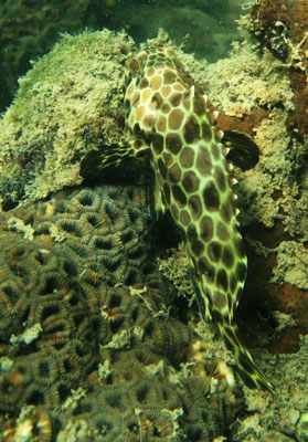 picture underwater in Thailand