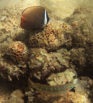 picture underwater in Thailand