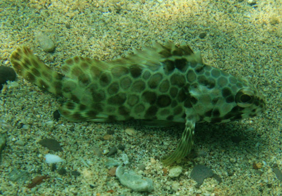 picture underwater in Thailand