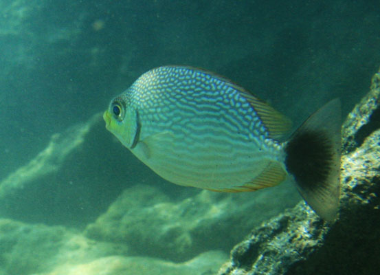 picture underwater in Thailand