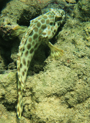 picture underwater in Thailand