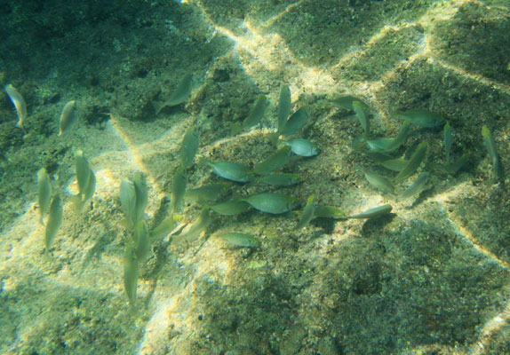 picture underwater in Thailand