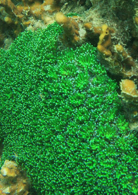 picture underwater in Thailand