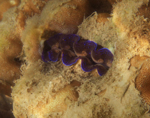 picture underwater in Thailand