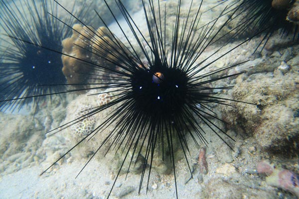 picture underwater in Thailand