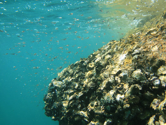 picture underwater in Thailand